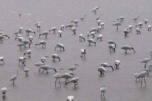 수라갯벌 저어새 /사진제공=한국내셔널트러스트