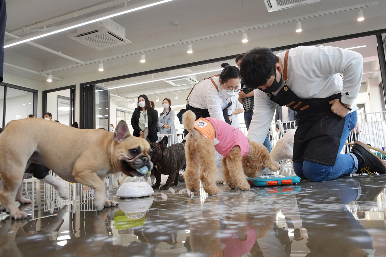 반려동물 문화교실 반려견 놀이터 /사진제공=부산시