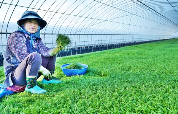 해남 문내 예락리  세발나물 수확 / 사진제공=해남군