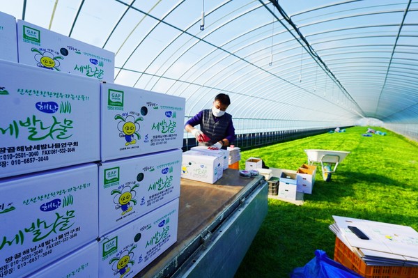 해남 문내면 세발나물 수확한창 /사진제공=해남군