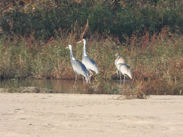 구미 낙동강 해평·강정습지 재두루미 참고자료 /사진제공=구미시