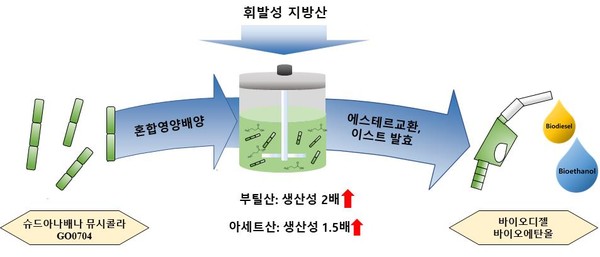 자생 미세조류를 활용한 바이오연료 생산성 연구 과정 /자료=국립생물자원관