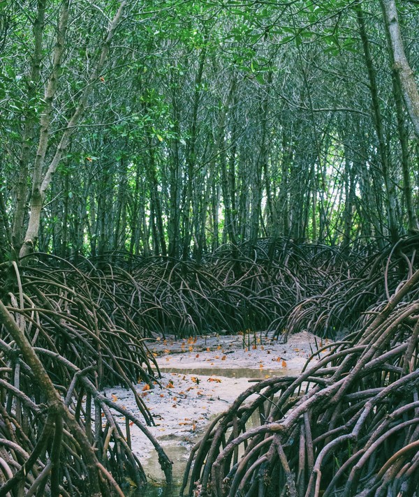 탄소 순환을 돕는 맹그로브 숲