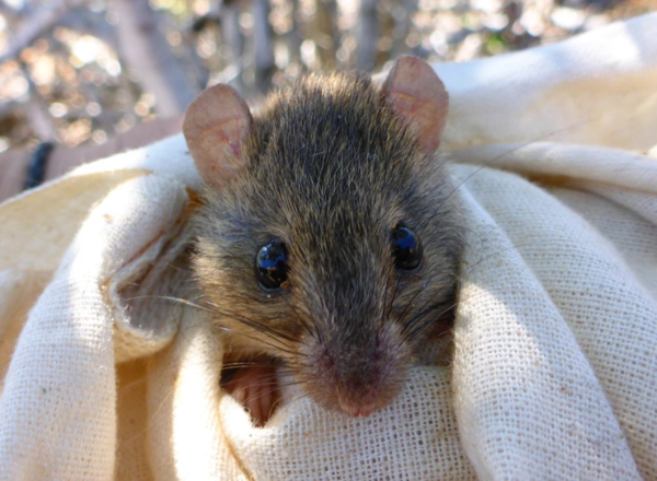 기후변화로 멸종한 동물의 첫 번째 사례가 된 브램블케이 멜로미스 /사진=WWF Australia