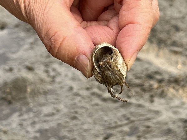 발을 내밀고 있는 소라게 /사진=전유성 학생기자