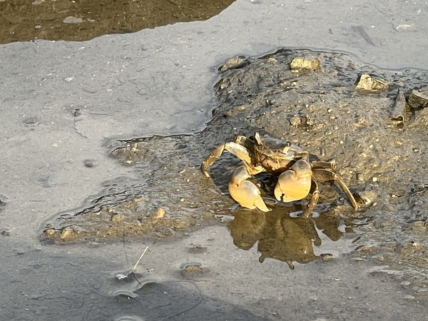 이동하고 있는 방게 /사진=전유성 학생기자