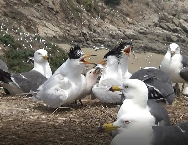 전 세계에 100마리 미만의 개체가 서식하는 것으로 파악되고 있는 뿔제비갈매기가 새롭게 Ⅰ급으로 지정됐으며, Ⅱ급에선 홍줄나비 등 18종이 새로 지정됐다. /사진제공=국립생태원