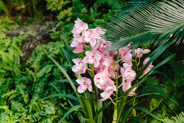 열대난초 /사진=서울시