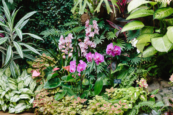 열대난초 /사진=서울시