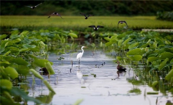 ‘2021 생물다양성 사진 공모전’ 대상 '철새들의 낙원' /사진제공=울산시