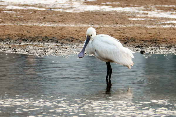 노랑부리저어새(천연기념물, 멸종위기야생생물 Ⅱ급) /사진제공=윤기득 사진작가