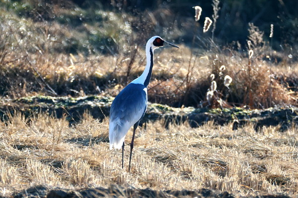재두루미(천연기념물, 멸종위기야생생물 Ⅱ급) /사진제공=윤기득 사진작가