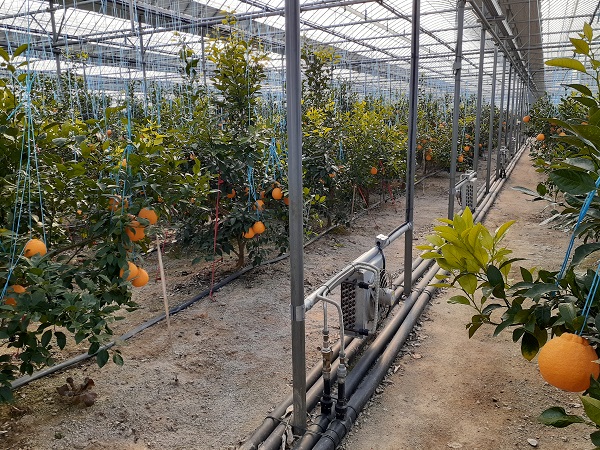 태양열시스템 이용한 만감류 재배 하우스 내부 /사진제공=경상북도