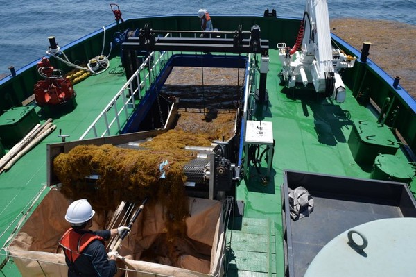 청항선을 활용한 괭생이모자반 해상수거 /사진=해양환경공단