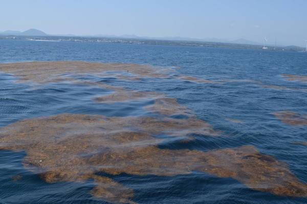 부유하는 괭생이모자반 /사진=해양수산부