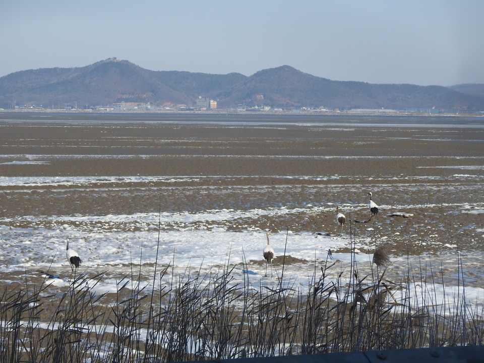 강화도 갯벌에서 관측된 두루미들 /사진제공=강화도시민연대