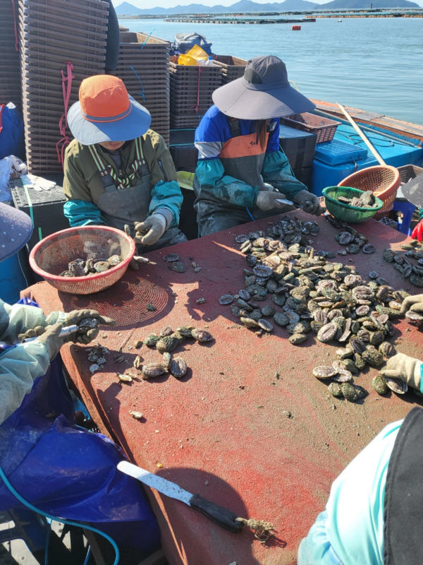 전복 껍데기의 부착생물 제거작업 현장 /사진제공=국립수산과학원