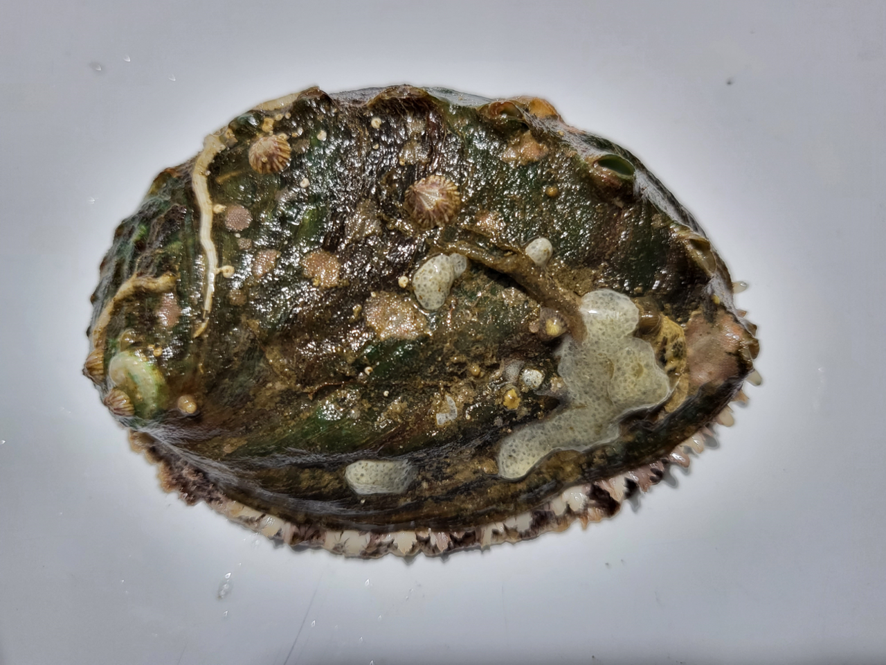 부착유인기질(굴 껍데기) /사진제공=국립수산과학원