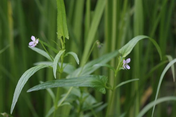 (멸종위기 야생생물Ⅱ급) 선제비꽃 /사진=환경부