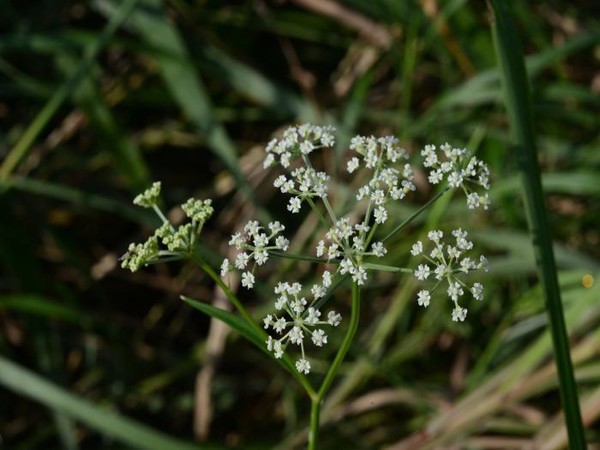 (멸종위기 야생생물Ⅱ급) 서울개발나물 /사진=환경부