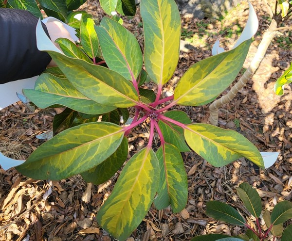 굴거리나무 금이 잎(8월 생육사진) /사진=국립산림과학원