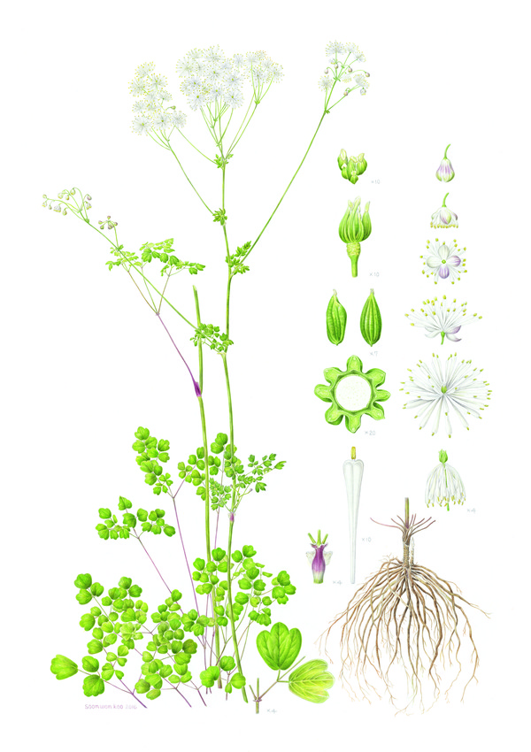 세밀화 '꽃꿩의다리' 구순원 /자료제공=국립수목원