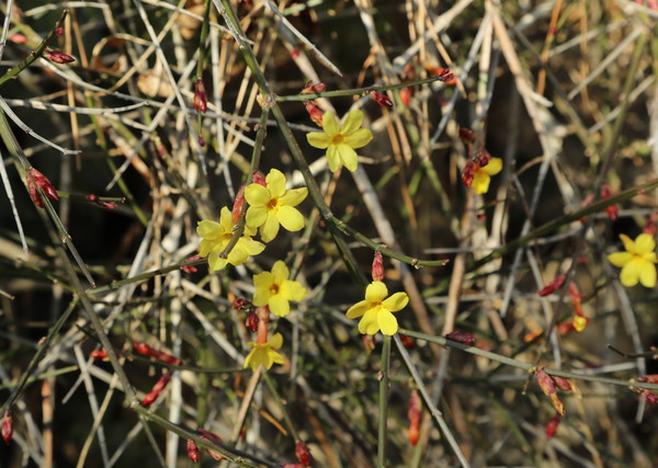 식물 이름에 ‘봄을 맞이한다’는 뜻이 담긴 영춘화가 기다란 가지 위에 조랑조랑 노란 꽃을 피웠다. /사진제공=천리포수목원