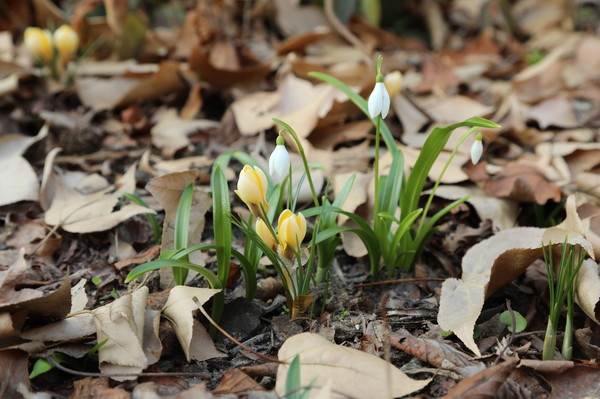 노란색 크로커스와 새하얀 설강화가 폈다. 설강화는 1월 중순부터 꽃을 피우기 시작해 3월 말까지 볼 수 있다. /사진제공=천리포수목원