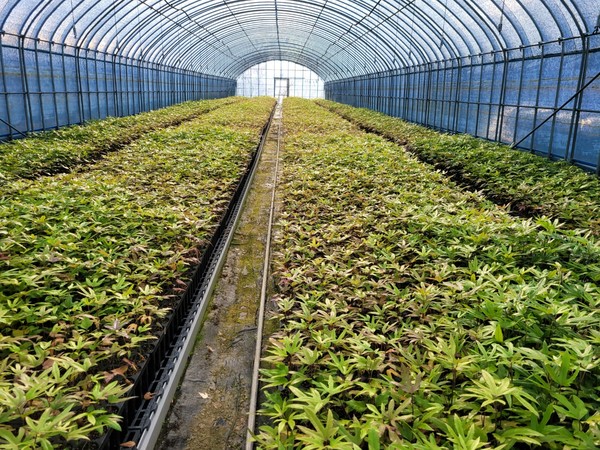 해남 황칠나무 하우스 묘목재배 / 사진제공=해남군