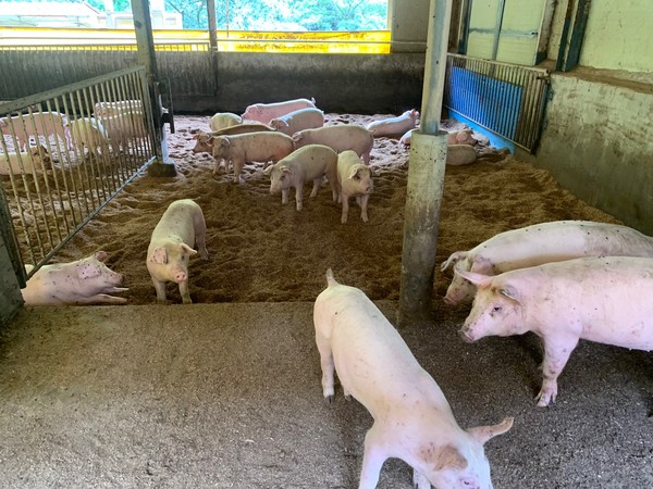 농장동물 복지 향상을 위해서는 농장에서 동물을 키우는 축산업계 종사자들의 이해와 협조가 필수적이다. /사진=어웨어