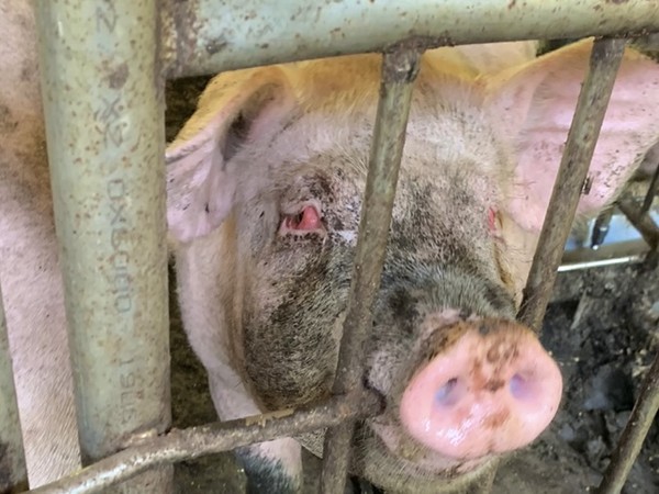 농장동물 복지 향상을 위해서는 농장에서 동물을 키우는 축산업계 종사자들의 이해와 협조가 필수적이다. /사진=어웨어