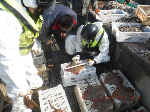 중국 쌍타망어선 2척은 규정된 너비(체반폭 42㎝) 보다 작은 참홍어 25마리를 포획한 혐의를 받고 있다. /사진=해양수산부