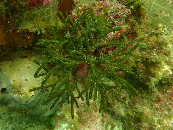 청각은 사슴뿔을 닮은 해조류로 우리나라 전 연안에 서식하며, 양식이 가능. 비타민과 무기질이 풍부하여 다이어트 식품으로 관심을 받고 있다. /사진=해양수산부