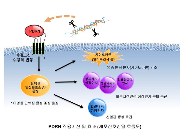 PDRN 작용기전 및 효과 /자료제공=해양수산부