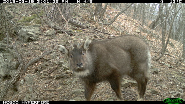 멸종위기야생동물 1급 산양 /사진제공=녹색연합