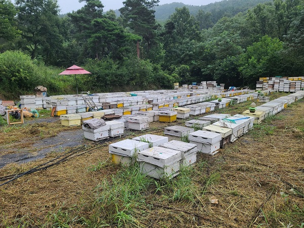 양봉장 전경 /사진제공=구미시