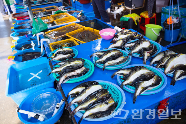 오는 7, 8월로 예상되는 후쿠시마 원전 오염수 방류 문제로 국새 수산물 소비 위축에 따른 수산업의 피해뿐만 아니라 전후방 연관 산업, 관광 분야까지 그 영향이 확대될 수 있어 이에 대한 대책이 시급한 실정이다.