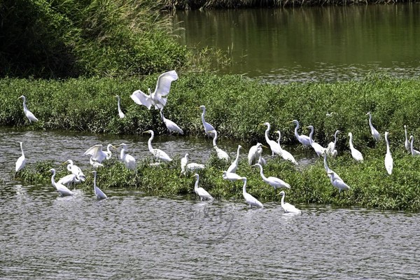 태화강 철새공원에 무리 지은 백로 /사진= 울산시