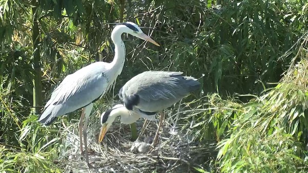 태화강 왜가리 /사진제공=울산시
