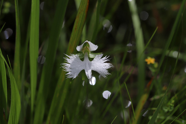 해오라비난초 꽃 /사진제공=국립수목원