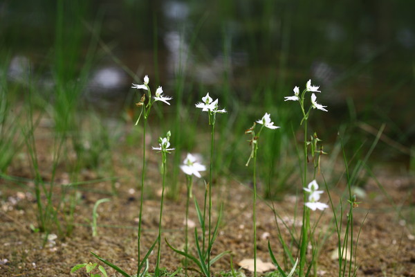 해오라비난초 전체 /사진제공=국립수목원