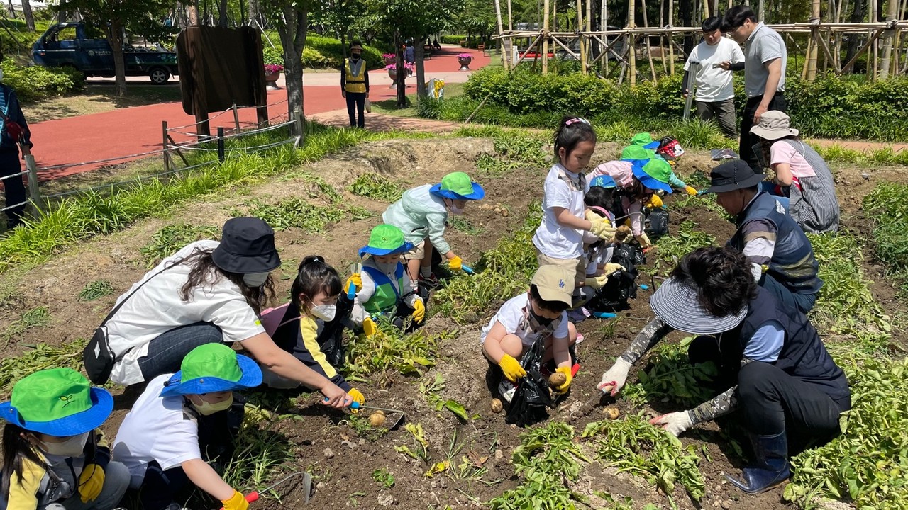 꼬마농부 감자수확 체험행사 참여한 어린이들 /사진제공=부산시설공단
