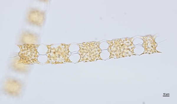 Odontella aurita 배양체 사진 /자료제공=국립해양생물자원관