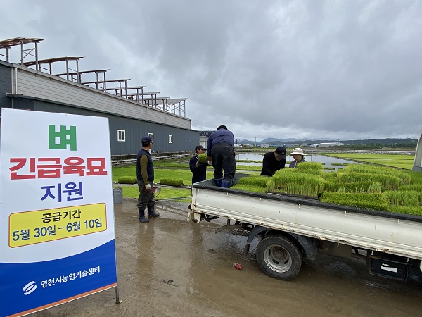 육묘실패 농가에 긴급육묘 지원 /사진제공=영천시