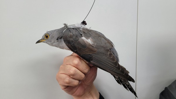 위치추적기를 부착한 벙어리뻐꾸기 /사진=환경부