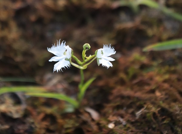 일월수목원에서 처음 개화한 해오라비난초 /사진제공=수원시