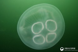 보름달물해파리 /사진=해양수산부