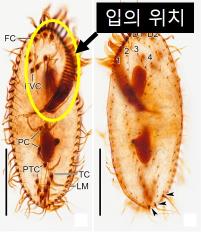 텟메메나 폴리모르파(Tetmemena polymorpha) /자료제공=국립낙동강생물자원관