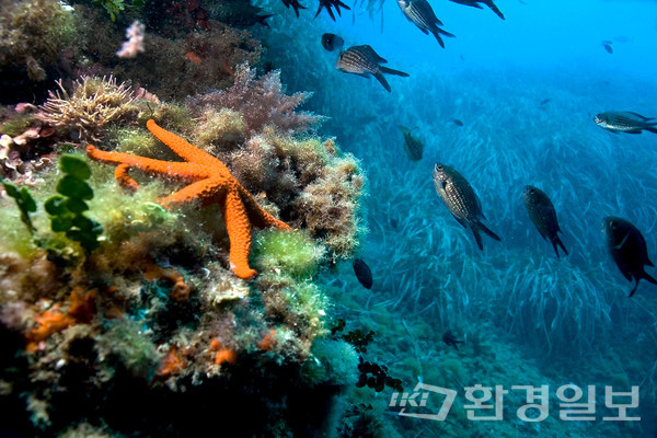 기후위기에 따른 생물 다양성 보존이 위협을 받고 있어 재생에너지 확대를 활용한 생태계 보존 방안 마련에 대한 시급성이 나날이 높아지고 있다.