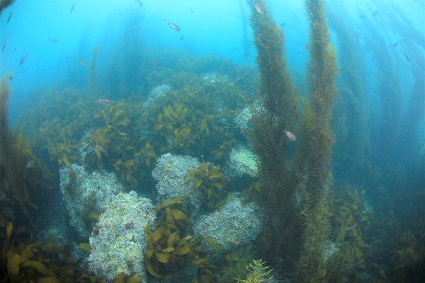바다숲(감태, 큰열매모자반) 조성 /사진제공=해양수산부